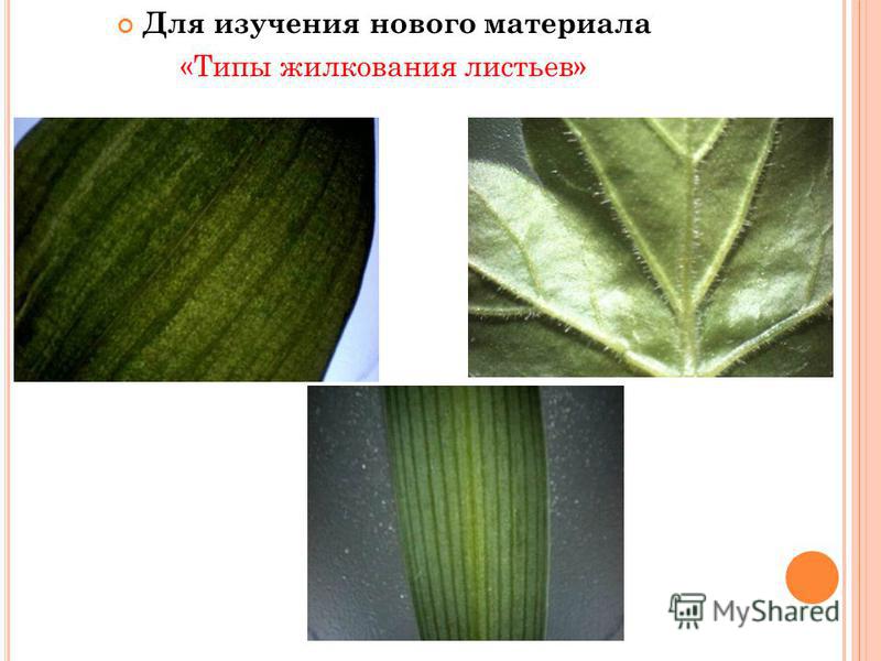 Сетчатое жилкование характерно для растений. Лист кукурузы жилкование. Параллельное жилкование листьев. Жилкование листьев кукурузы.