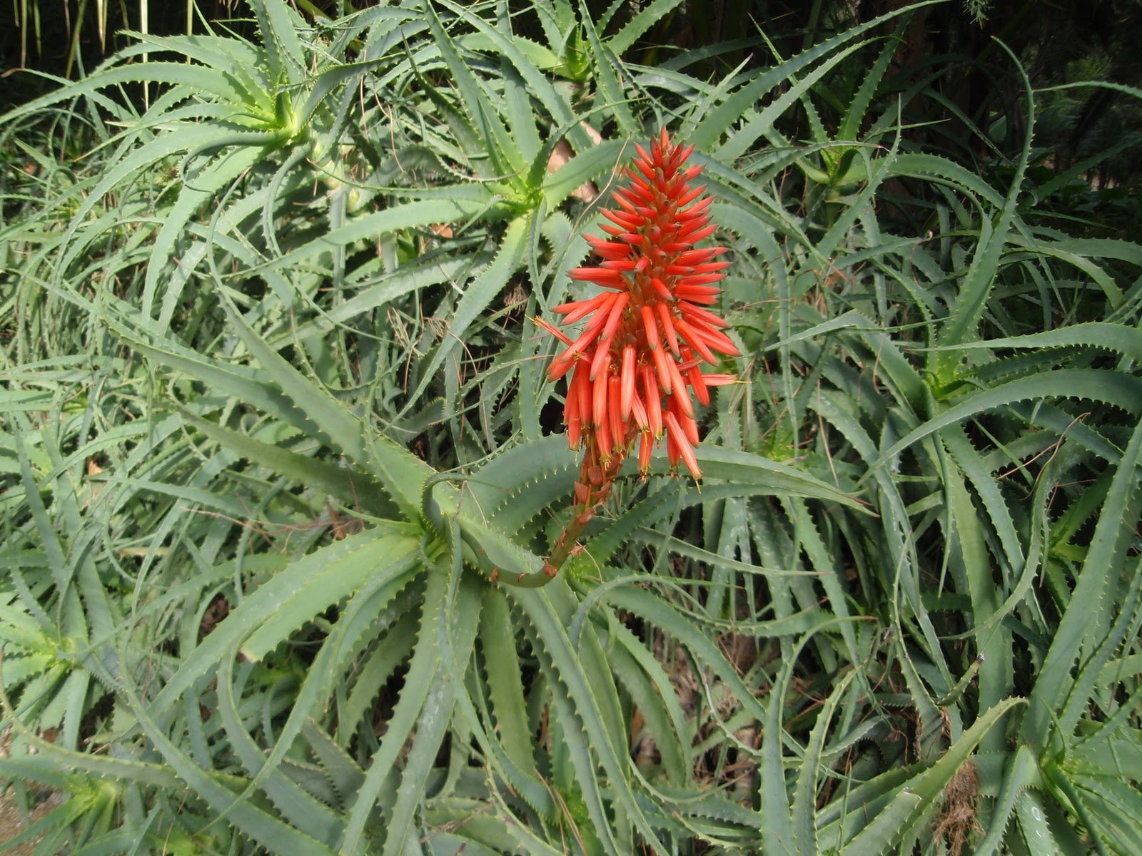 Цветущий столетник. Алоэ древовидное (Aloe arborescens). Алоэ столетник цветение. Алоэ древовидное цветение.