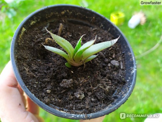 Алоэ остистое (Aloe aristata)