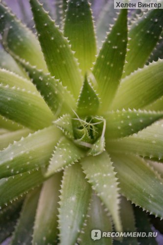 Алоэ остистое (Aloe aristata) фото