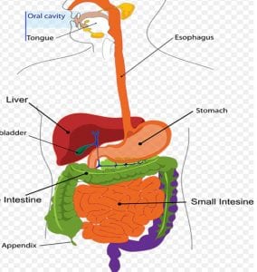 digestive system