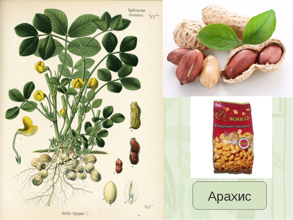 Арахис орех или боб. Семейство Мотыльковые арахис. Земляной орех арахис растение. Арахис обыкновенный бобовые растения. Арахис культурный семейство бобовых.