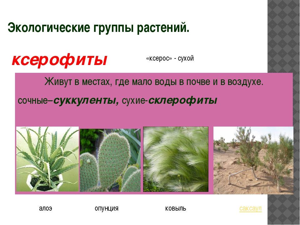 Экологическая группа ксерофиты. Ксерофиты и гидрофиты. Мезофиты и ксерофиты. Гидрофиты гигрофиты мезофиты и ксерофиты. Отношение растений к влажности.