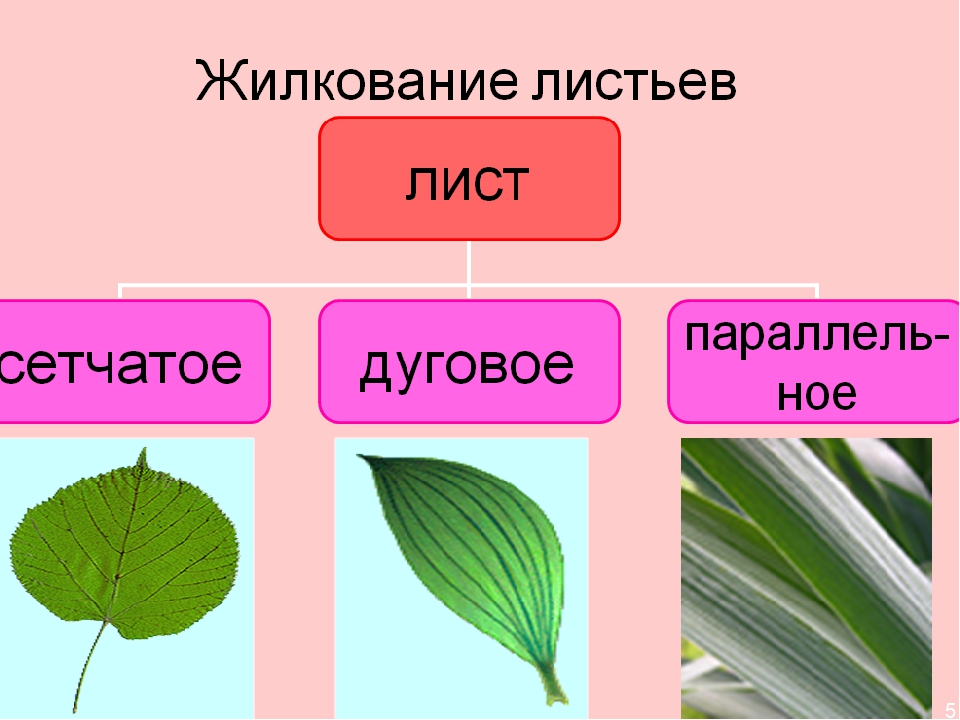 Сетчатое или дуговое. Сетчатое параллельное и дуговое жилкование. Сетчатое жилкование листьев. Жилкование листьев сетчатое параллельное дуговое. Типы жилкования листовой пластинки.