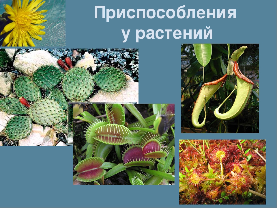 Приспособление организмов в природе 5 класс. Приспособления растений. Приспособленность растений. Приспособления животных и растений. Адаптация растений.