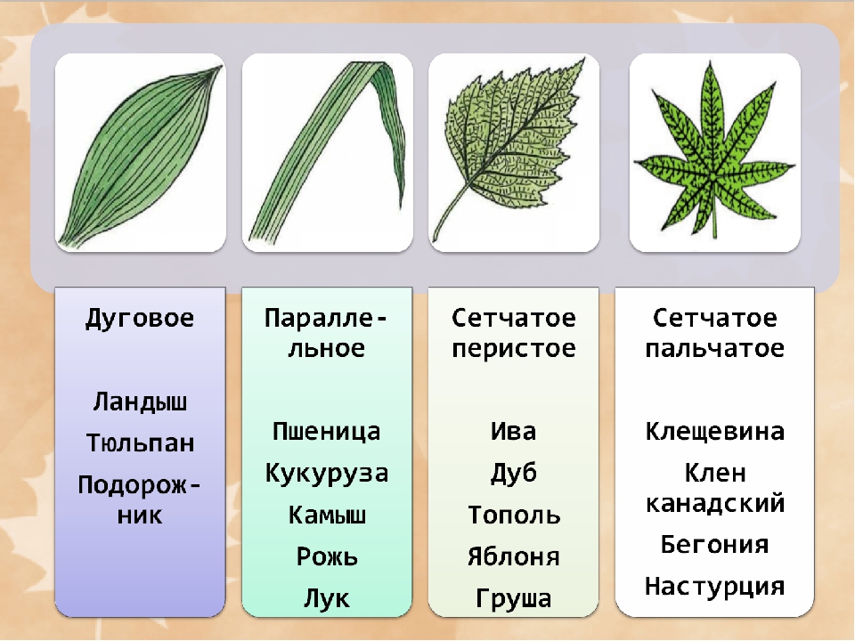 Пшеница простой или сложный. Типы жилкования листа 6 класс. Типы жилкования листьев 6 класс. Типы жилкования листьев у растений. Типы жилкования листа 6 класс биология.