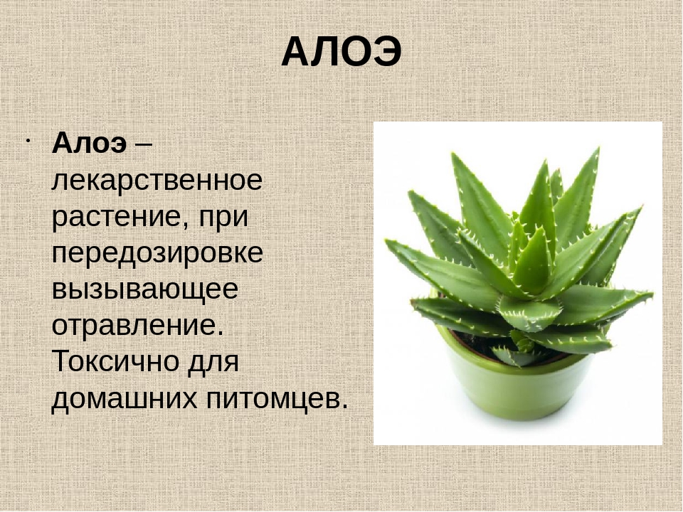 Напиши алоэ. Комнатное растение алоэ Родина растения.