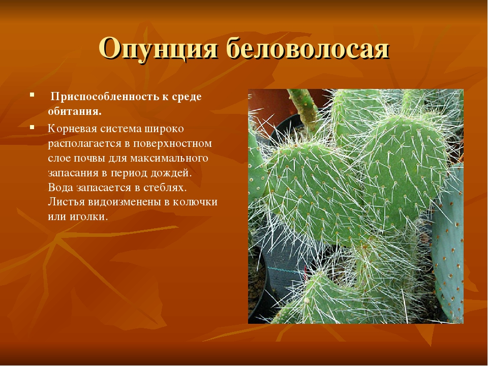 Среда обитания кактуса биология 9