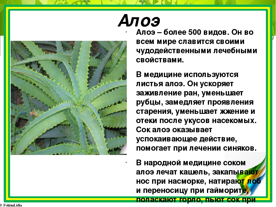 Как использовать листья алоэ в домашних условиях. Лечебное растение алоэ. Алоэ лекарственное растение. Лист алоэ. Алоэ лечебный информация.