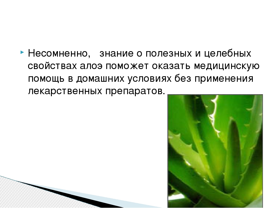 Напиши алоэ. Алоэ лекарственное растение. Алоэ приспособления к среде. Алоэ полезные качества. Алоэ описание растения.