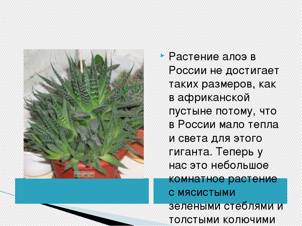 Род алоэ в русском. Алоэ комнатное растение описание. Алоэ Родина растения.