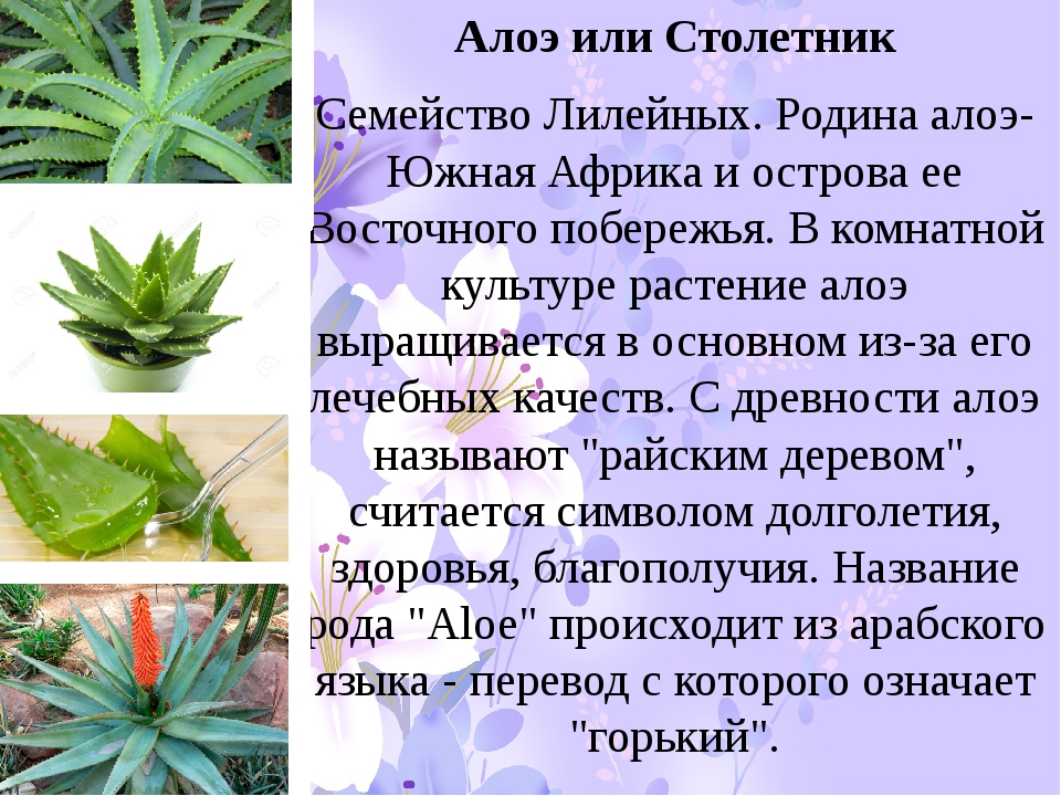 Описать алоэ. Комнатное растение алоэ Родина растения. Родина алоэ комнатного растения. Комнатные растения алоэ Родина происхождения.