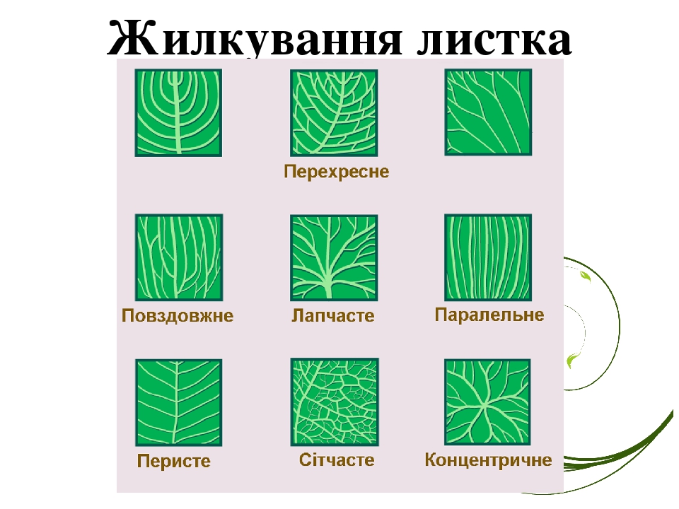 Алоэ Тип жилкования листьев. Жилкование листа ромашки аптечной. Ромашка Тип жилкования. Ромашка жилкование листьев.