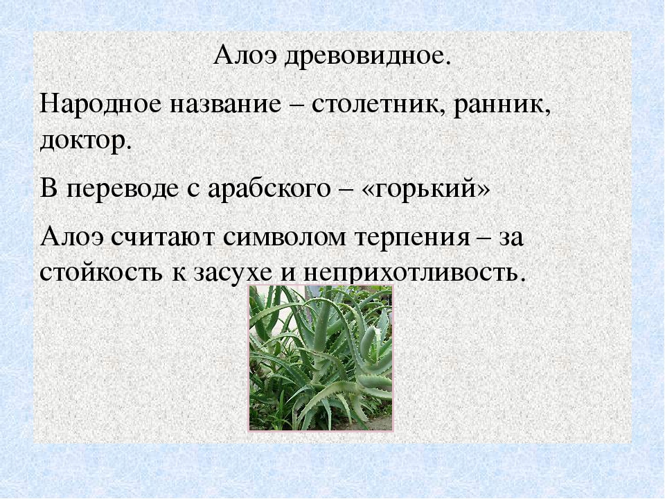 Столетник сочинение егэ. Алоэ народные названия. Алоэ по народному как называется. У русского народа это растение получило название столетник. Алоэ информация.