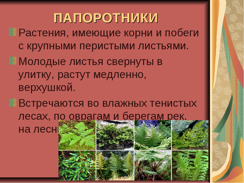 Папоротник 5 класс презентация