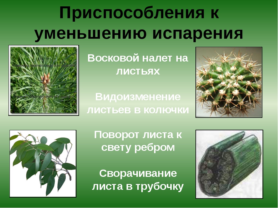 Растение служит. Приспособление растений к уменьшению испарения. Приспособление листьев к уменьшению испарения. Приспособление растений к влажности. Адаптация растений к влажности.