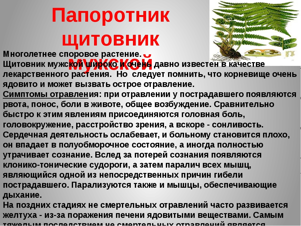 Почему папоротники высшие споровые. Факты о папоротниках. Интересные факты о папоротникообразных. Самые интересные факты о папоротниках. Интересные факты о споровых растениях.