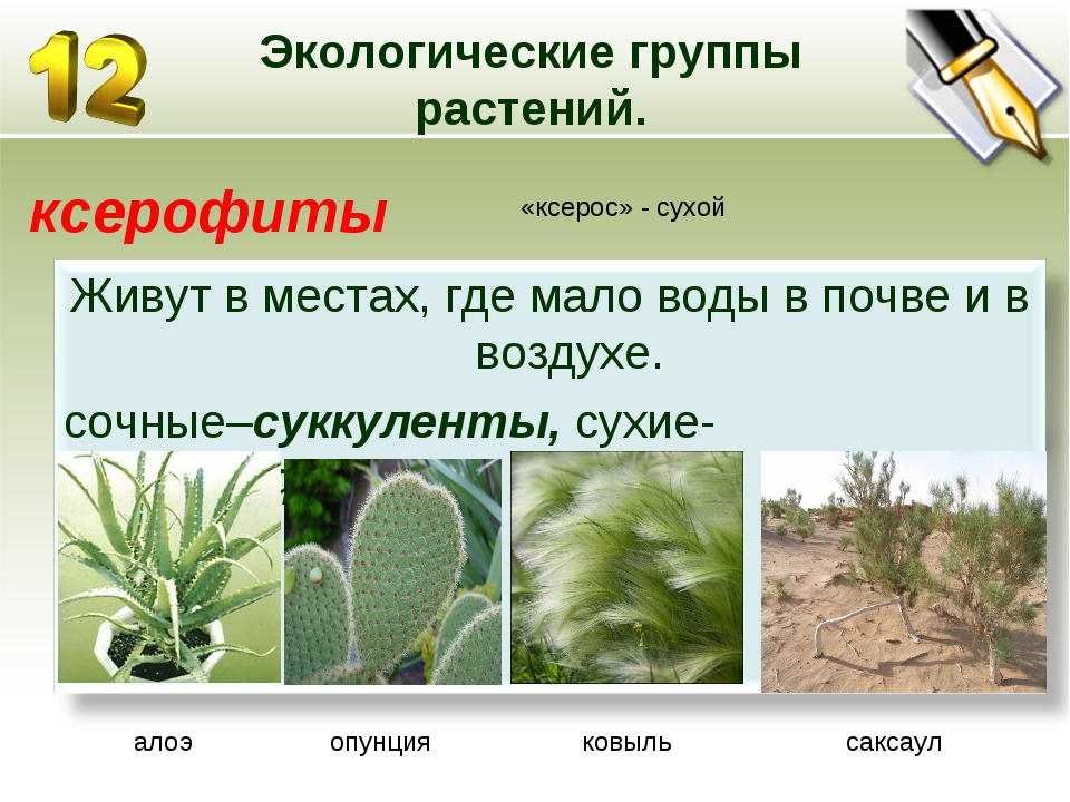 Экология группы растений. Гидрофиты мезофиты ксерофиты. Ковыль ксерофит. Алоэ ксерофит. Экологические группы растений по отношению.