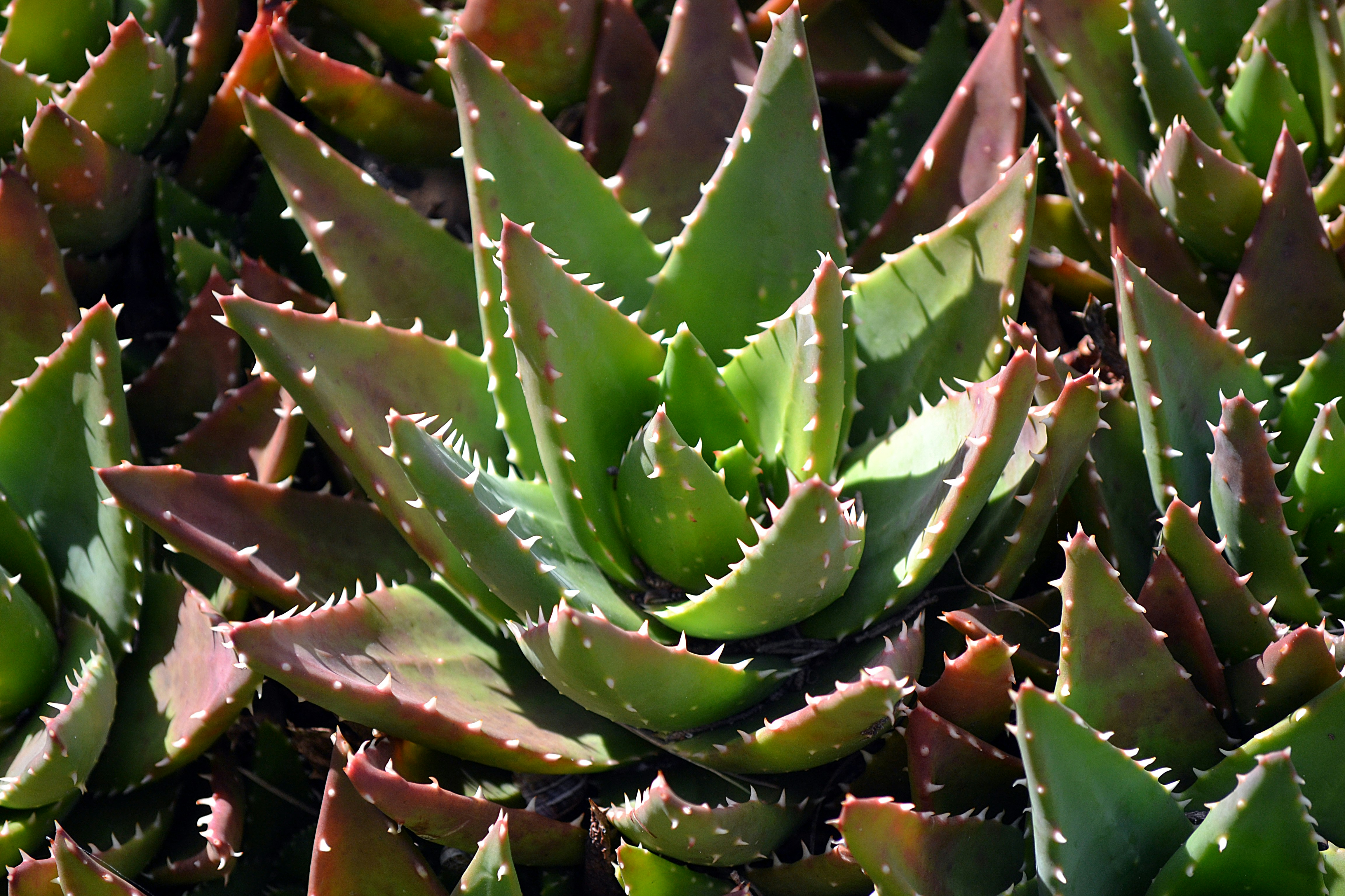 Aloe. Алоэ гарипензис. Алоэ конголензис. Алоэ красивенькое. Кактус алоэ.