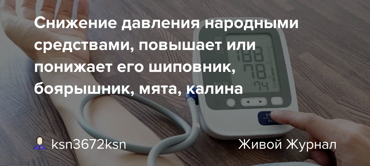 Повышает или понижает артериальное давление. Повышает или понижает давление. Шиповник понижает давление. Шиповник понижение давления. Мята повышает или понижает давление.