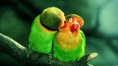 Love lovebirds