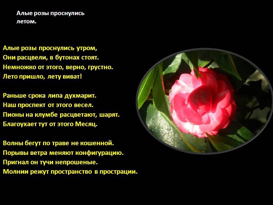 Кровью алою текст. Алые розы стихи. Алые розы текст. Алые розы песня. Текст про розу.