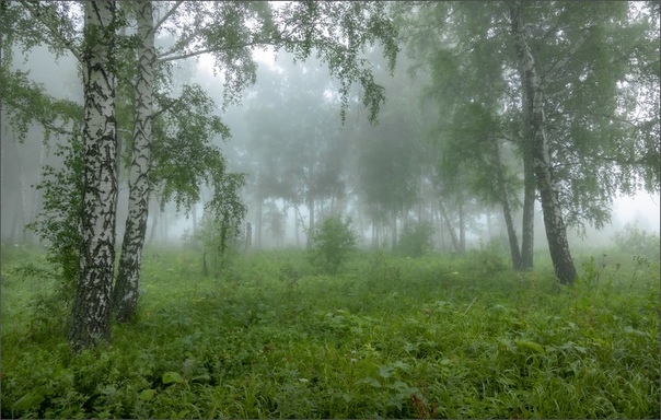 Стихотворение над росистой поляне. Лес после дождя. Утро в лесу после дождя. Лес после дождя Поляна. Утренний лес после дождя.