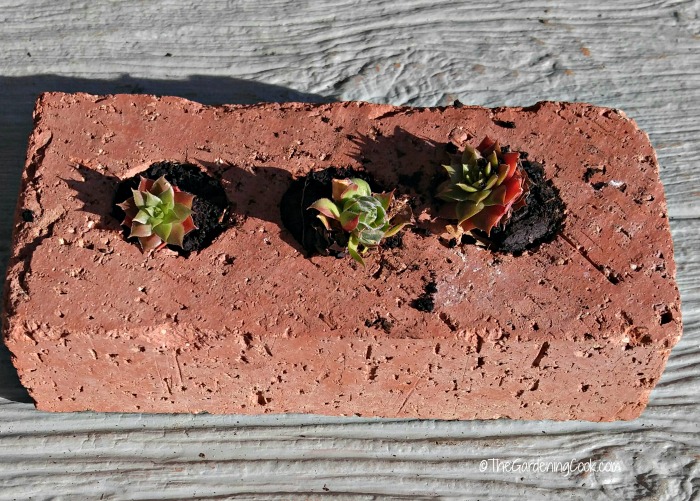 tiny succulents can be planted in so many ways. This cute idea shows a brick with home of the home grown babies in it.