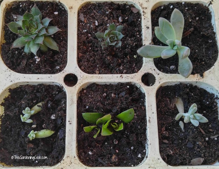 How to grow succulents from cuttings