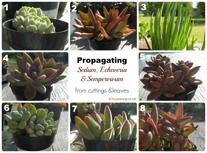 Propagating succulents is easy