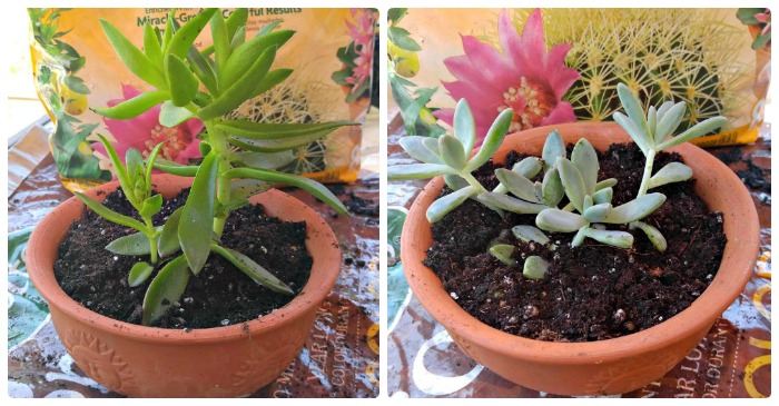 How to plant succulent cuttings