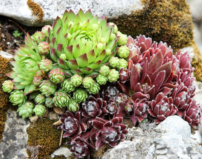 Succulents send out offsets that can be potted up to make new plants.