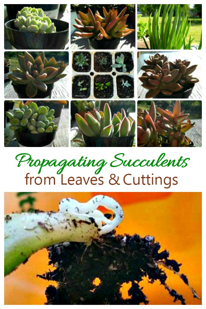 Propagating succulent leaves and cuttings is very easy to do and will give you new plants for free.
