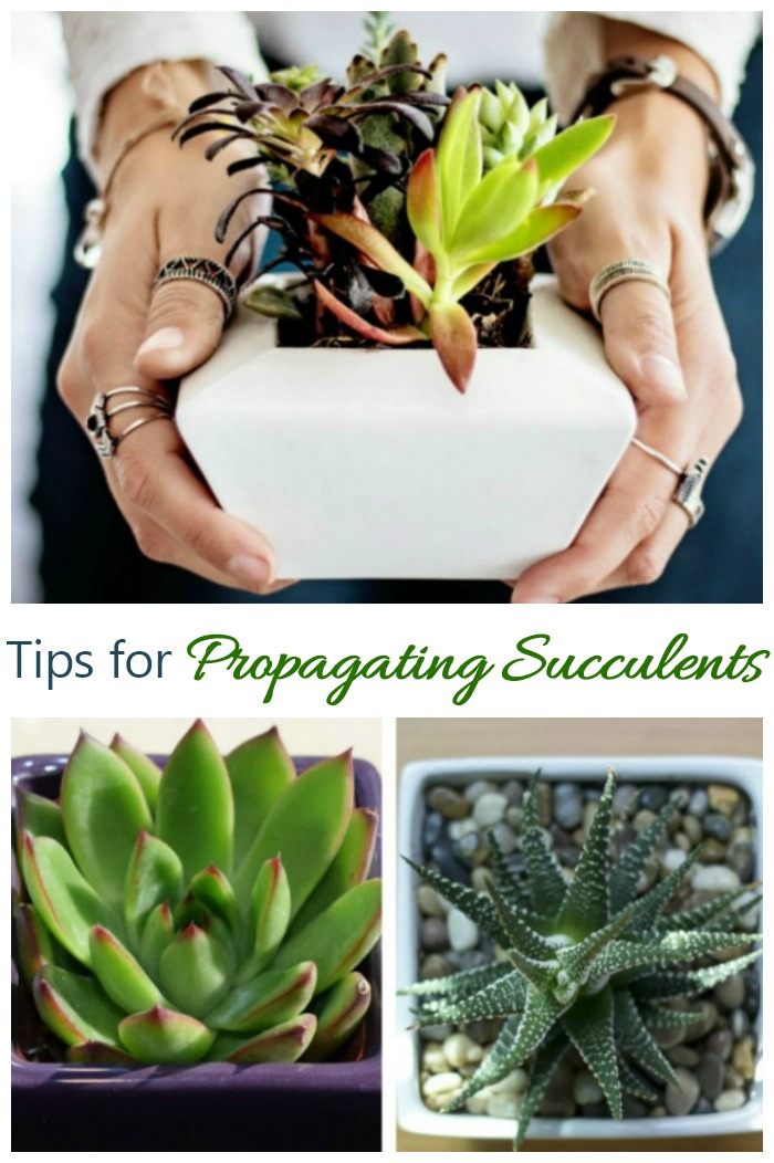 These Tips for propagating succulents will give you new plants for free in just weeks.