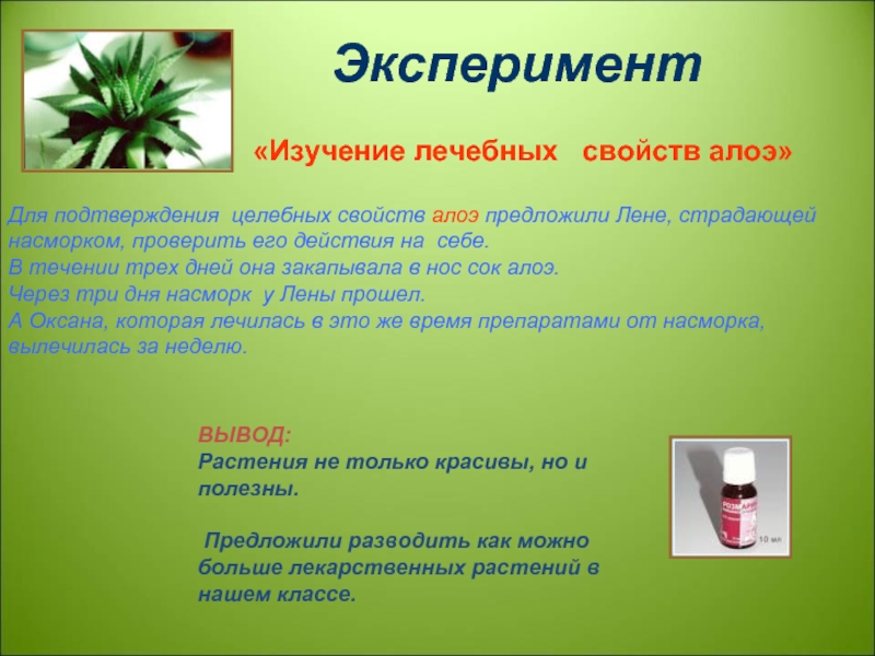 Растение алоэ лечебные свойства. Лечебное растение алоэ. Алоэ лекарственное растение. Опыты с алоэ. Алоэ характеристика растения.