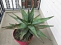 Aloe ferox in pot D170405.jpg