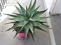 Aloe ferox in pot D190417 1.jpg