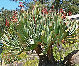 Aloe plicatilis 1.jpg