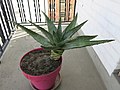 Aloe ferox in pot D190417 2.jpg