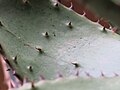 Aloe ferox in pot D150326 - thorns on the inner side of a leaf.jpg