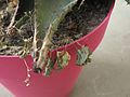 Aloe ferox in pot D170405 - Oxalis dead by lack of water.jpg