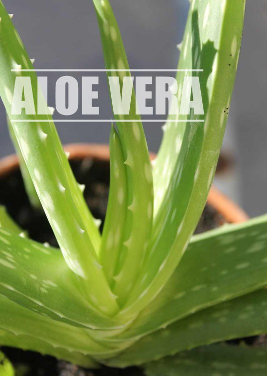 aloe vera plant, grow aloe vera indoors