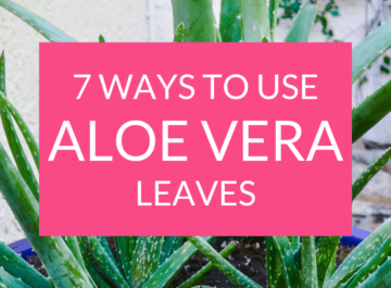 aloe vera leaves