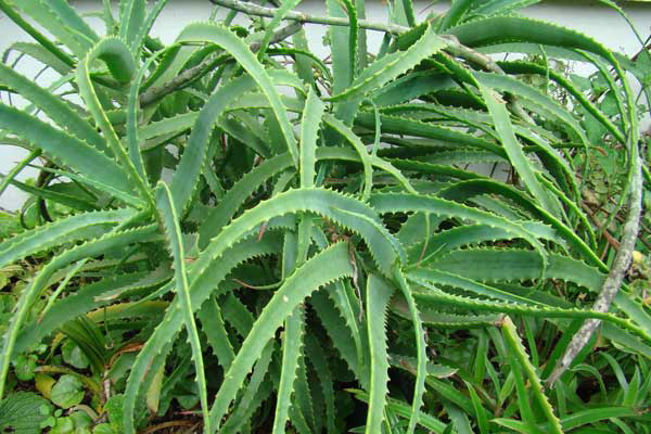 Алоэ древовидное, или Столетник — описание растения, выращивание, рецепты лечения соком и листьями