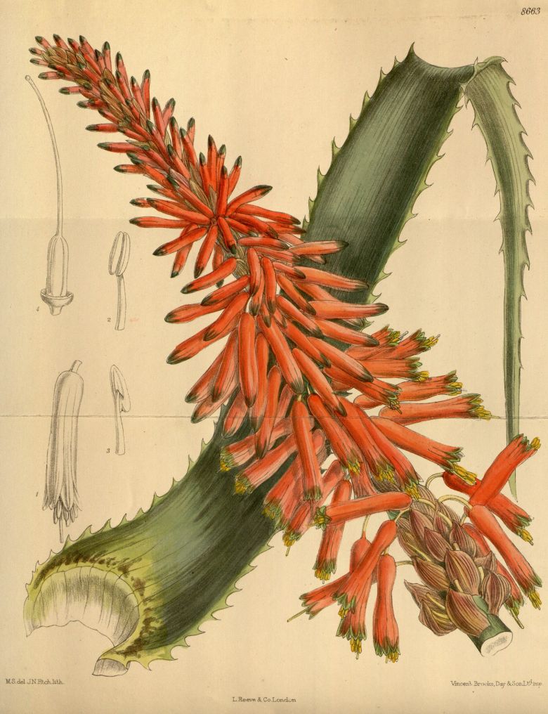 Ботаническая иллюстрация из Curtis