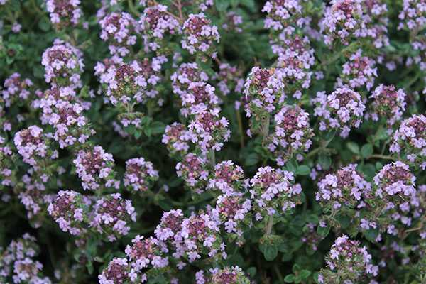 душица чабрец горная. чабрец шалфей душица. чабрец шалфей душица. душица дикий майоран. душица, чабрец, иван-чай.